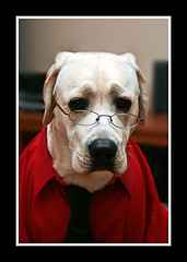 Working Like a Dog by KM Photography..